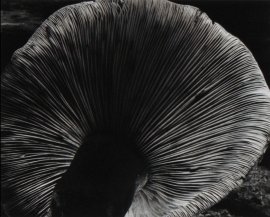 Mushroom ~ 4FU, 1931, Edward Weston Silver Gelatin Print Printed and signed by Cole Weston 9 1/2 × 7 1/2 in; 24.1 × 19.1 cm, $8,500.00