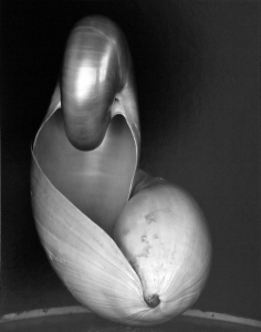Shell 1927, 14S, gelatin silver print, mounted, signed, titled and annotated '14S' in pencil by Cole Weston on the reverse. Printed by Cole Weston. Image: 9 1/4 by 7 1/4 in. (23.5 by 18.4 cm.) $11,000.00
