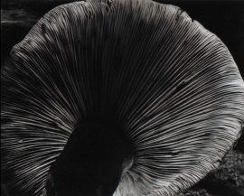 Mushroom ~ 4FU, 1931, Edward Weston Silver Gelatin Print Printed and signed by Cole Weston 9 1/2 × 7 1/2 in; 24.1 × 19.1 cm, $8,500.00