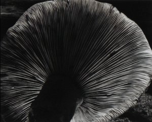 Edward Weston