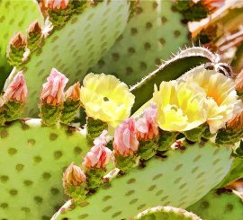 Prickly Pear Blossoms Detail 2