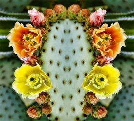 Prickly Pear Frida. Shipping included, continental US. Custom sizes available. Original art by Michael Collier, Copyright 2017