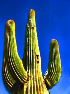 Towering Saguaro, Michael Collier, $120.00 Archival Pigment Print, 100% rag, acid free. Size: Image 19 x 14.25 inches Paper size: 24 x 16.25 inches Original art by Michael Collier, Copyright 2017