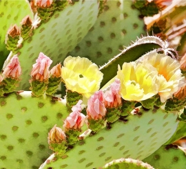 Prickly Pear Blossoms Detail 2