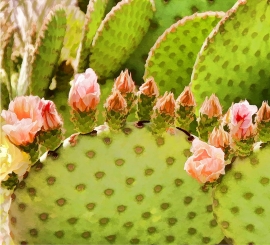 Prickly Pear Blossoms Detail 1