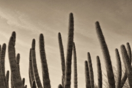 Sky Cactus Arizona. Shipping included, continental US. Custom sizes available. Original art by Michael Collier, Copyright 2017