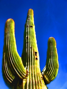 Towering Saguaro, Michael Collier, $120.00 Archival Pigment Print, 100% rag, acid free. Size: Image 19 x 14.25 inches Paper size: 24 x 16.25 inches Original art by Michael Collier, Copyright 2017