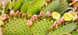 Prickly Pear Blossoms. Image Size: 10.5 x 23 inches, $250.00. Image Size: 21 x 46.25 inches, $250.00. Free shipping, continental US. Original art by Michael Collier, Copyright 2017