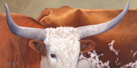 LONGHORN BULL Limited to 75 24 x 48 inches $1300 Open edition: 18 x 36 inches $790 14 x 28 inches $575