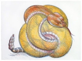 Ball Rattlesnake, Stone Lithograph with glitter 25 x 34 inches. Price on Request.